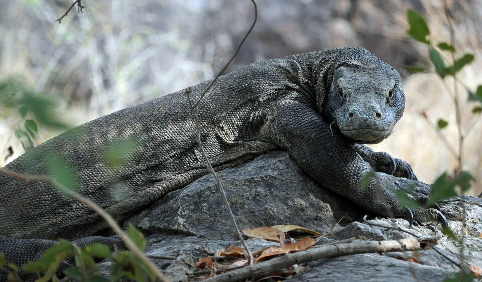 Explore The Amazing Places at Komodo National Park