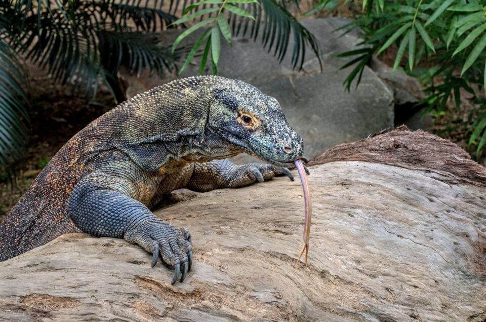 The Harmony of Komodo and Locals at Komodo Island