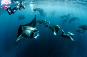 Komodo-Sharing-Tour