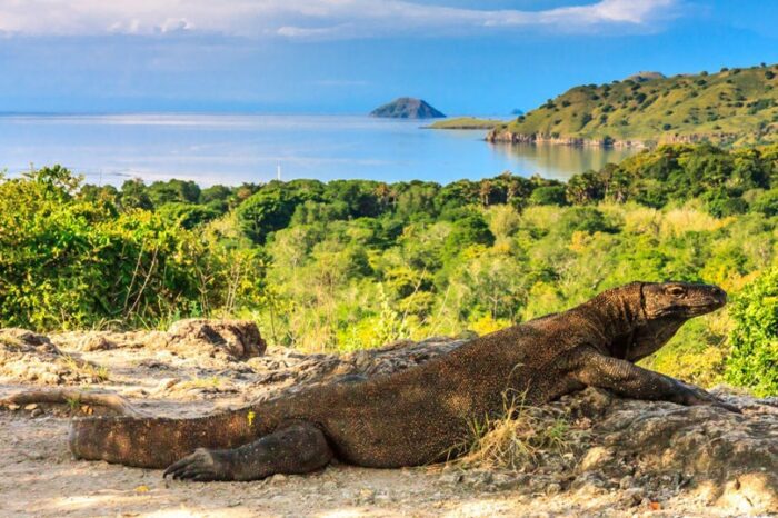 Komodo Daily Trip