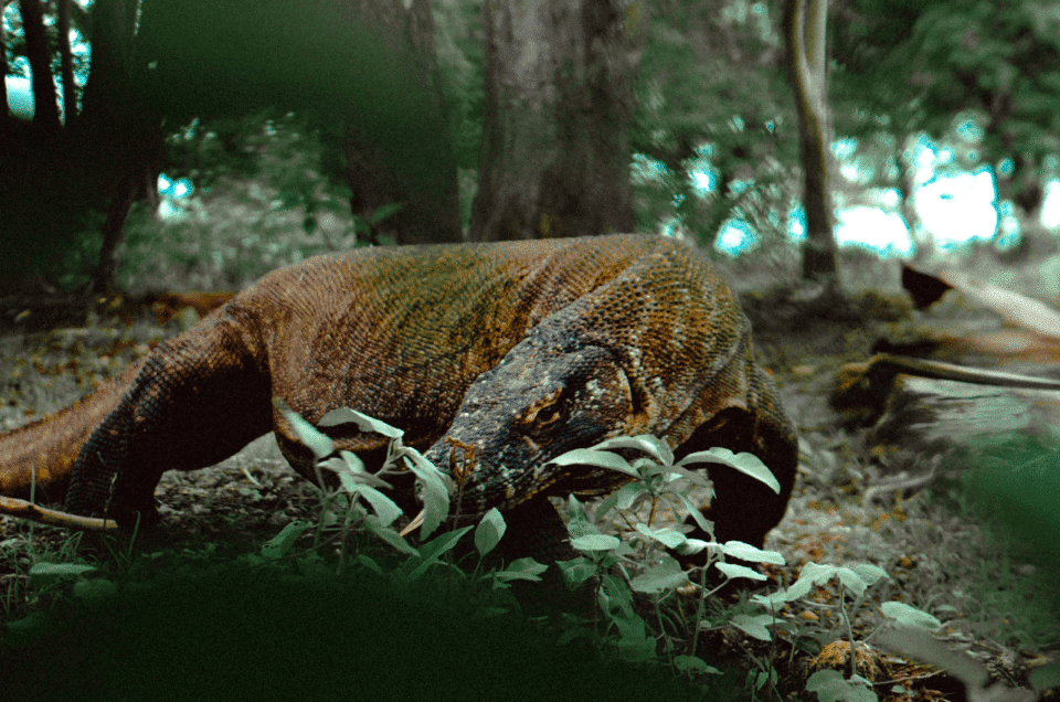 The History of Komodo