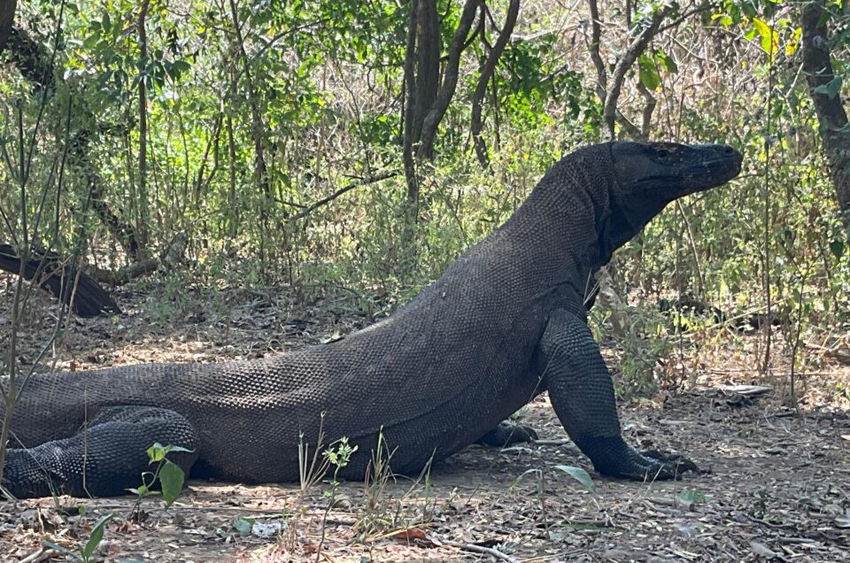 Visiting Komodo from Bali