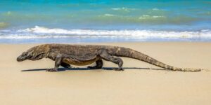 komodo-Day-Tour