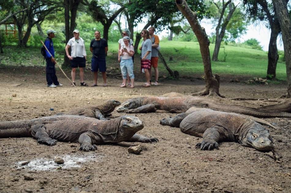Komodo Day Tour